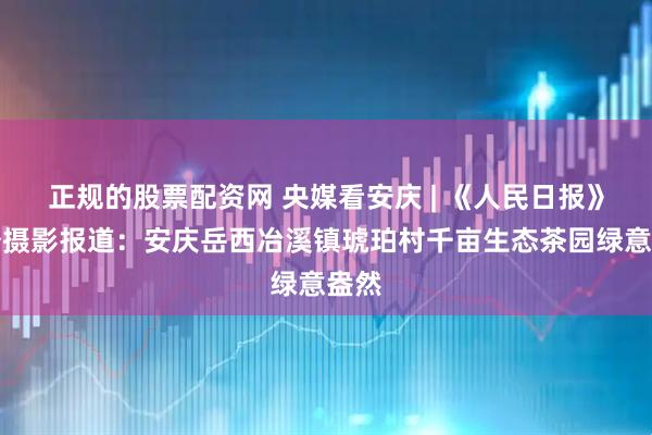 正规的股票配资网 央媒看安庆 | 《人民日报》刊登摄影报道：安庆岳西冶溪镇琥珀村千亩生态茶园绿意盎然